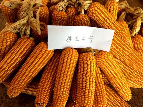 品质好—胜玉4号