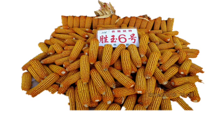 胜玉种业