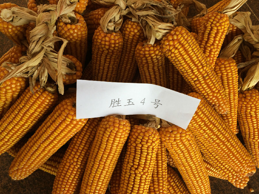 胜玉4号