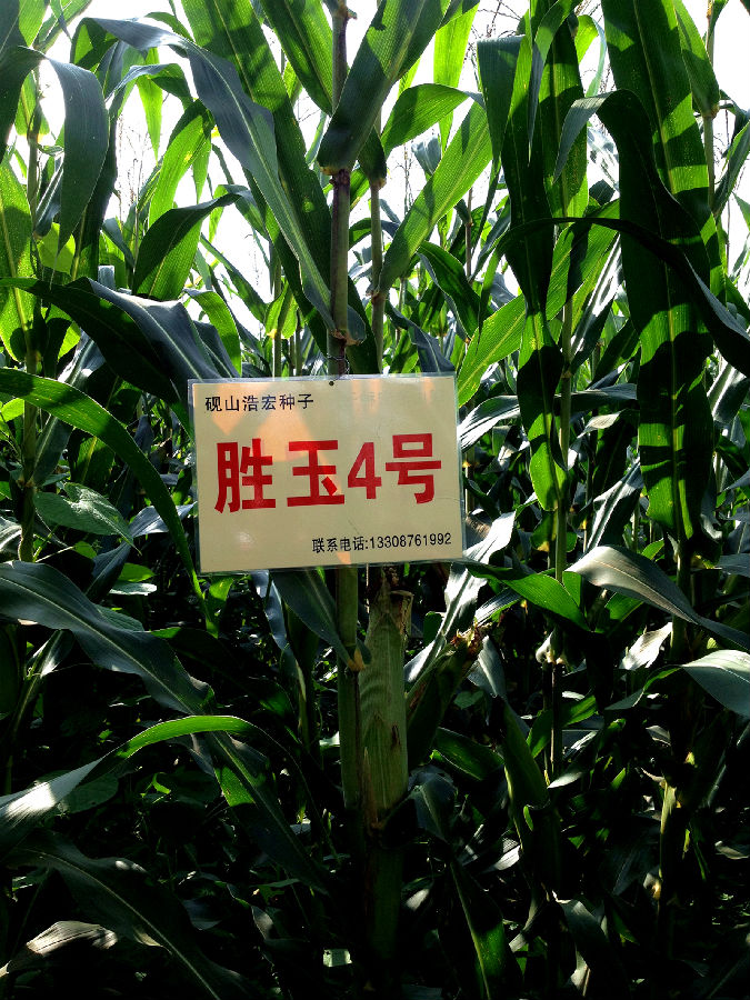 IMG_1308_副本.jpg